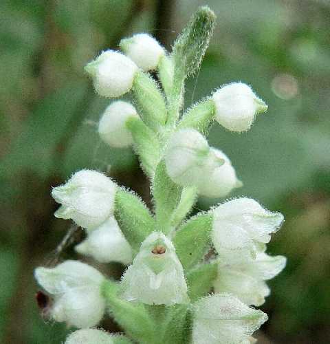 Goodyera pubescens image