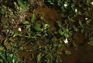 Gratiola neglecta image