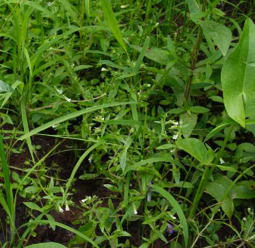 Gratiola neglecta image