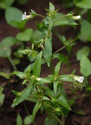 Gratiola neglecta image