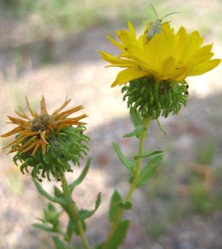 Grindelia squarrosa image