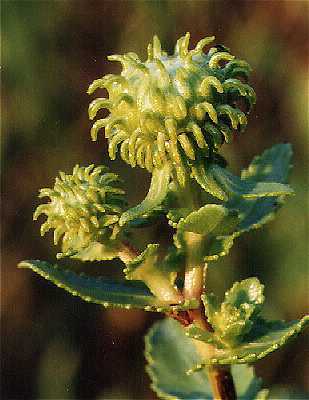 Grindelia squarrosa image