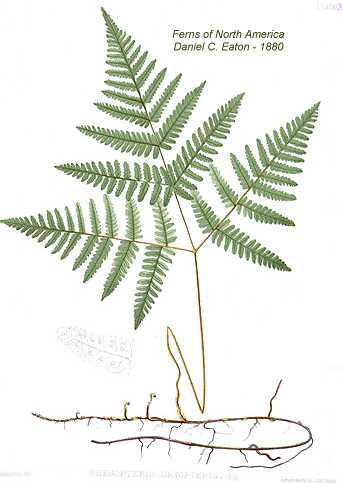 Gymnocarpium dryopteris image