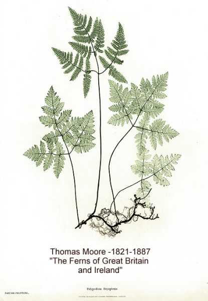 Gymnocarpium dryopteris image