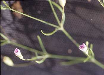 Gypsophila muralis image