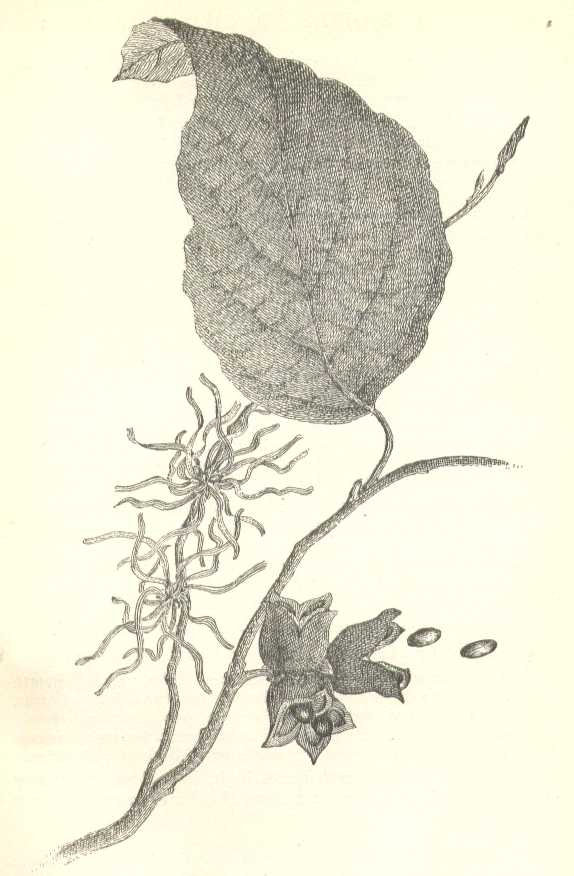 Hamamelis virginiana image