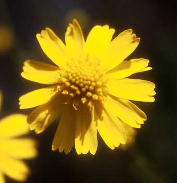 Helenium amarum var. amarum image