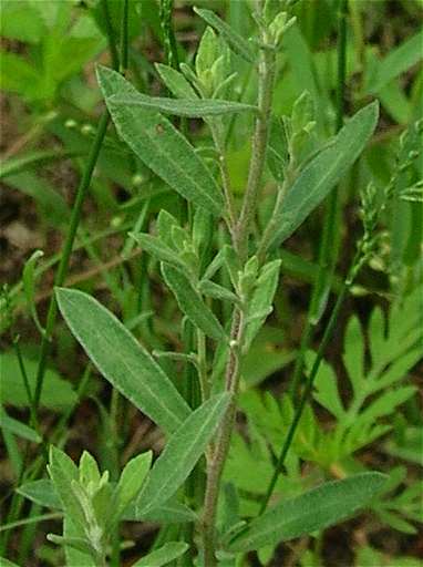 Crocanthemum bicknellii image