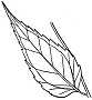 Helianthus decapetalus image