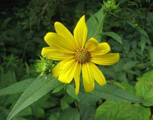 Helianthus hirsutus image