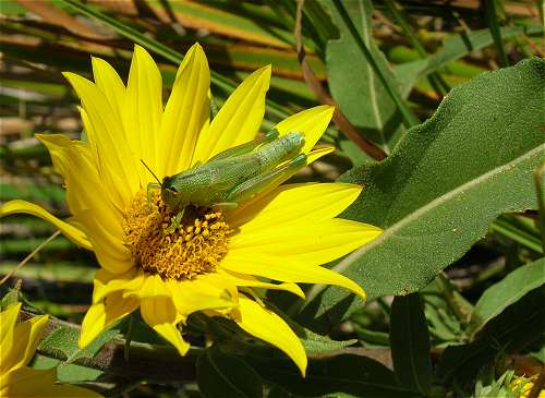 Helianthus maximiliani image