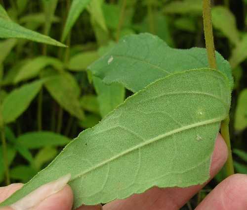 Helianthus strumosus image