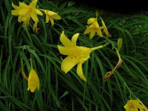 Hemerocallis lilioasphodelus image