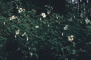 Hibiscus laevis image