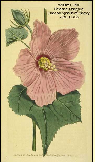 Hibiscus moscheutos image