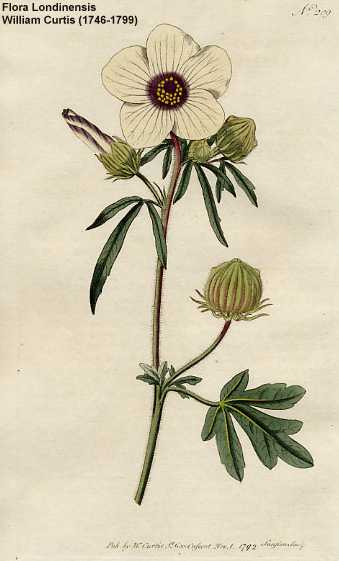 Hibiscus trionum image
