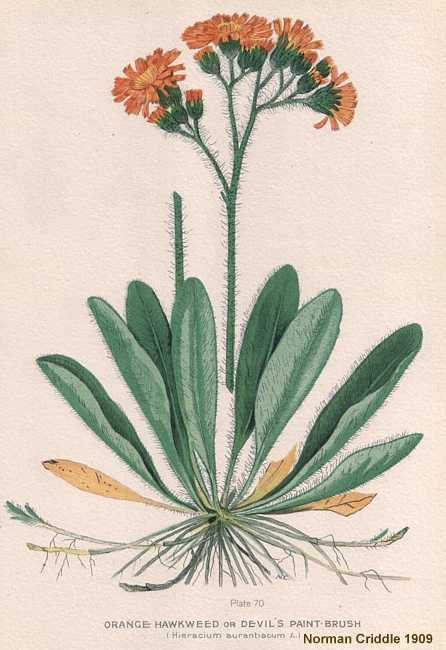 Hieracium aurantiacum image
