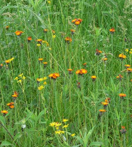 Hieracium aurantiacum image