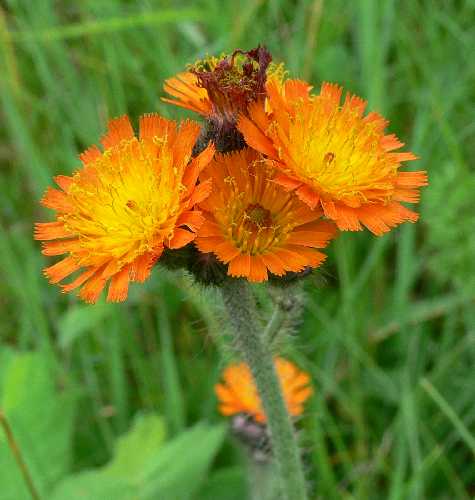 Hieracium aurantiacum image