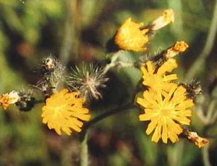 Hieracium caespitosum image