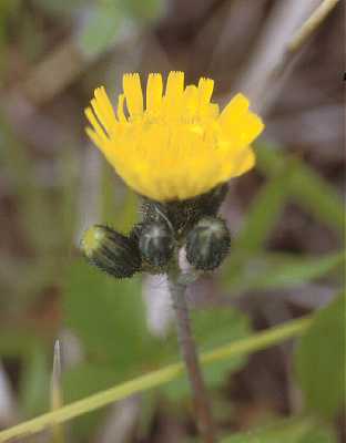 Hieracium piloselloides image