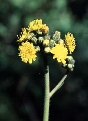 Hieracium piloselloides image