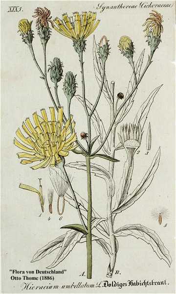 Hieracium umbellatum image