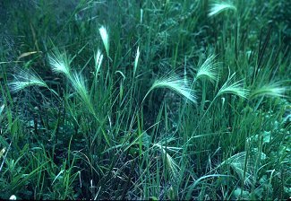 Hordeum jubatum image