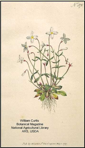 Houstonia caerulea image