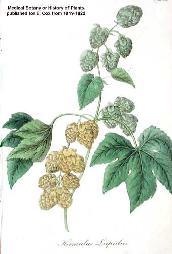 Humulus lupulus image