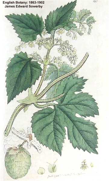 Humulus lupulus image
