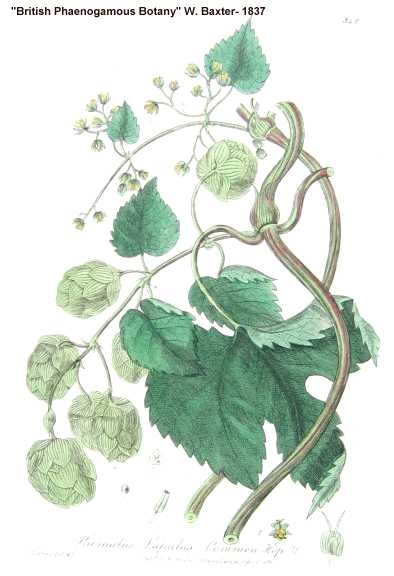 Humulus lupulus image