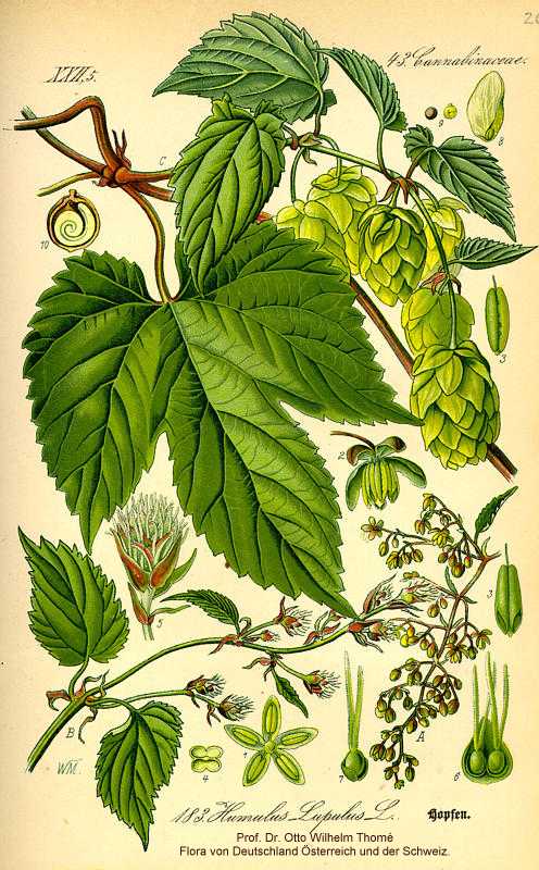 Humulus lupulus image