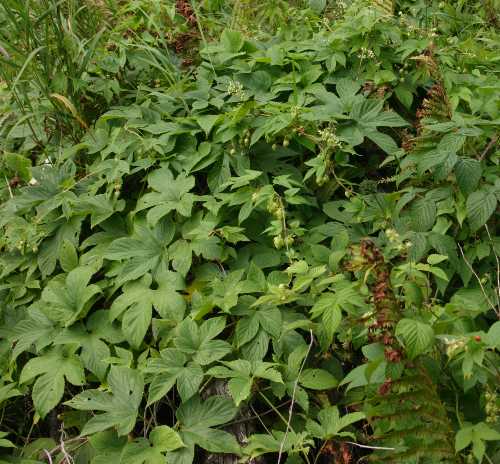Humulus lupulus image
