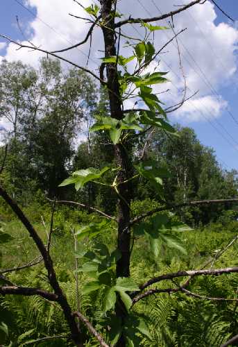 Humulus lupulus image