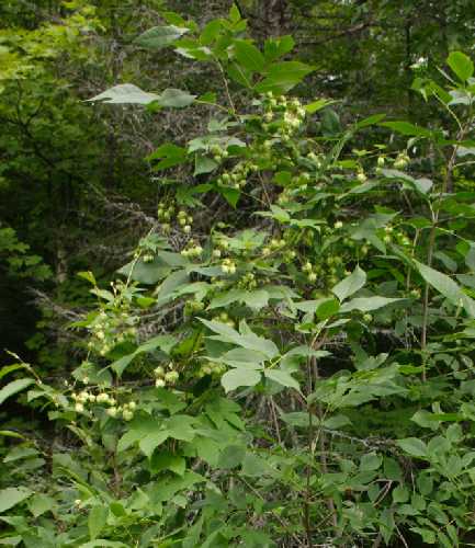 Humulus lupulus image