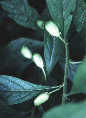 Hybanthus concolor image