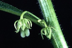 Hybanthus concolor image