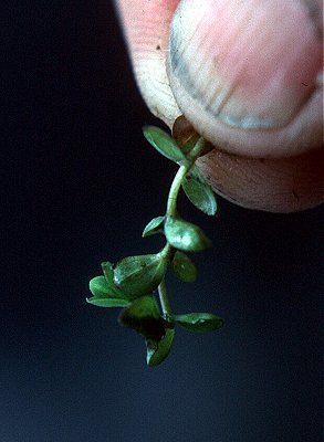 Hypericum image