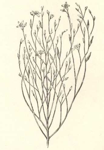 Hypericum gentianoides image