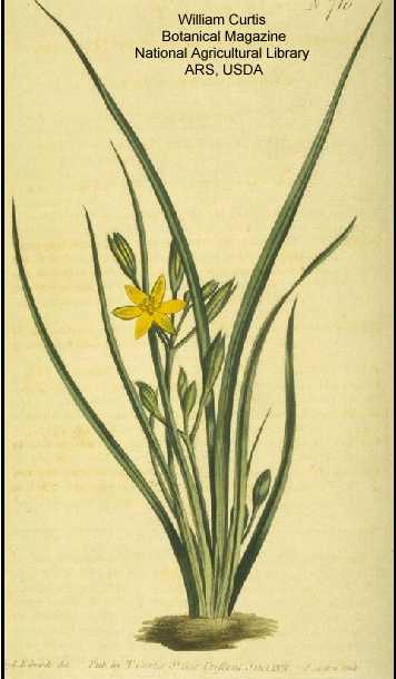 Hypoxis hirsuta image