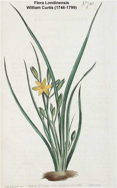 Hypoxis hirsuta image