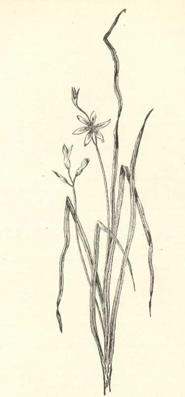 Hypoxis hirsuta image