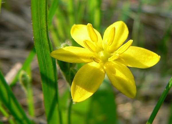 Hypoxis hirsuta image