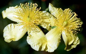 Hypericum kalmianum image