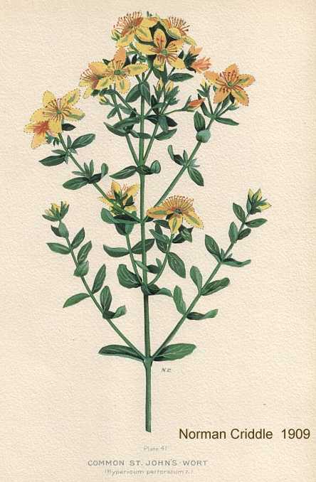 Hypericum perforatum image