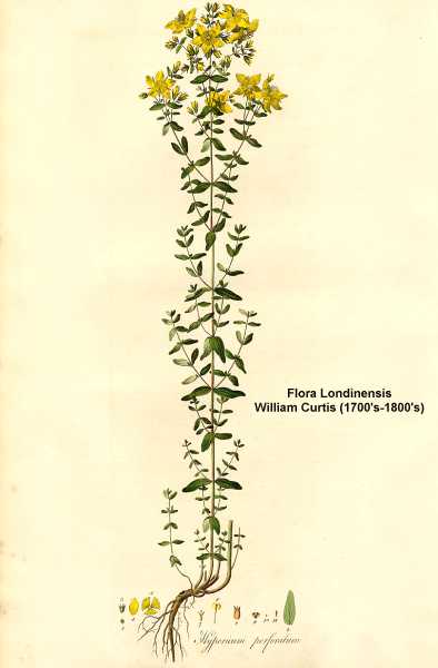 Hypericum perforatum image