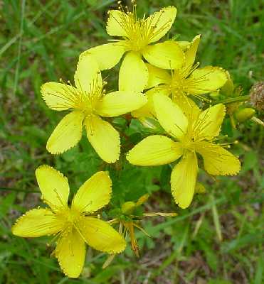 Hypericum perforatum image