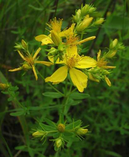 Hypericum perforatum image