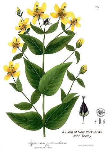 Hypericum ascyron image